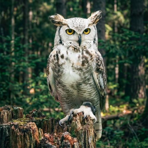 Noctua (Eule Oli) 